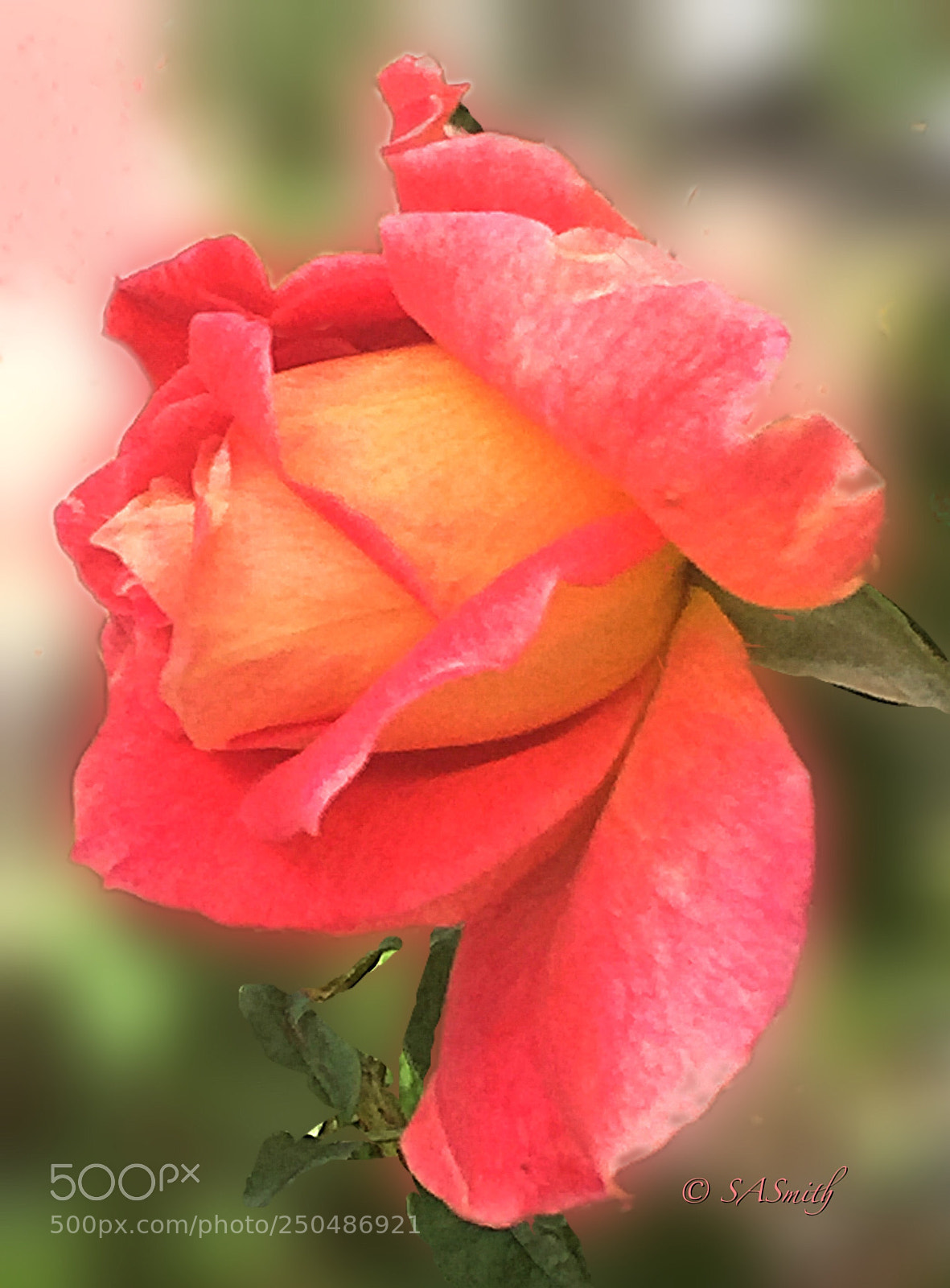 Apple iPhone 6 sample photo. Tangerine photography