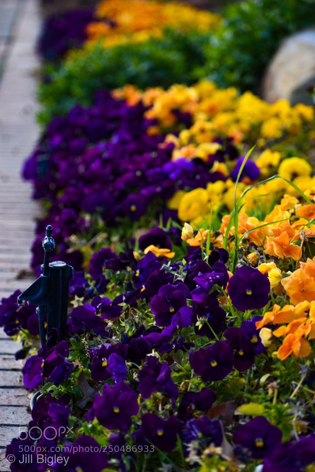 Nikon D5600 sample photo. Sidewalk spring flowers photography