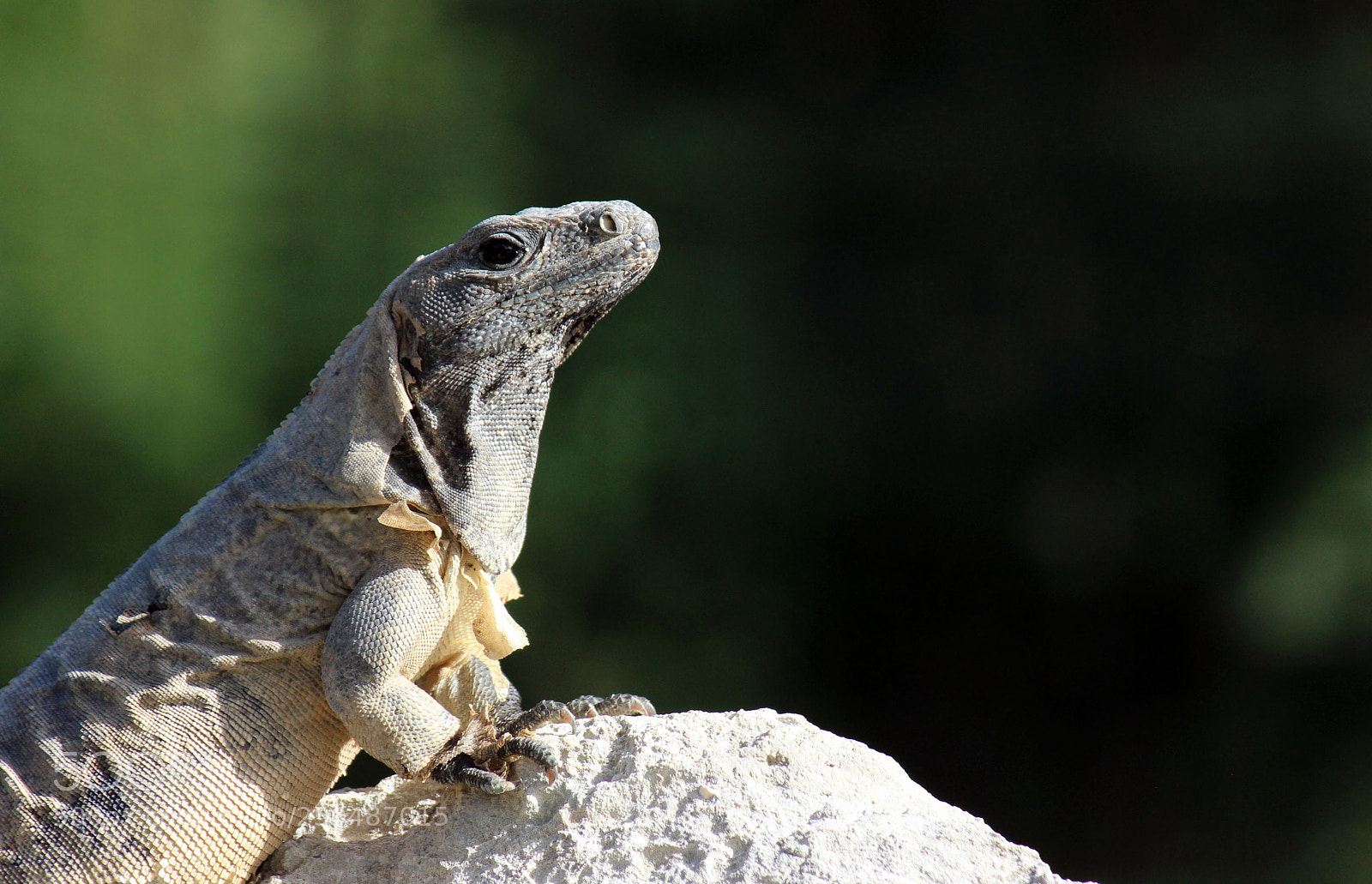 Canon EOS 600D (Rebel EOS T3i / EOS Kiss X5) sample photo. Lizard photography