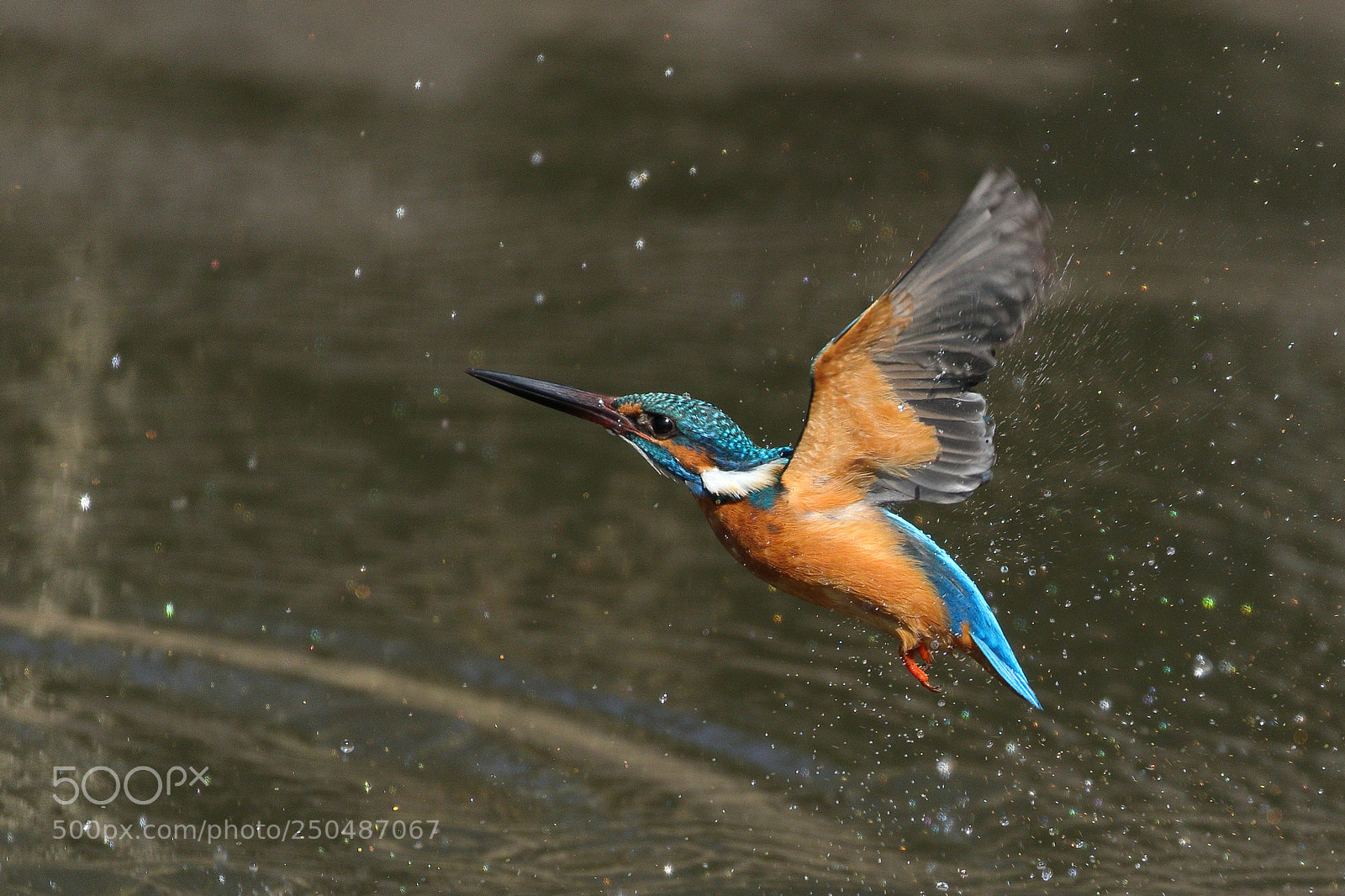 Canon EOS 7D Mark II sample photo. Kingfisher 2307 photography