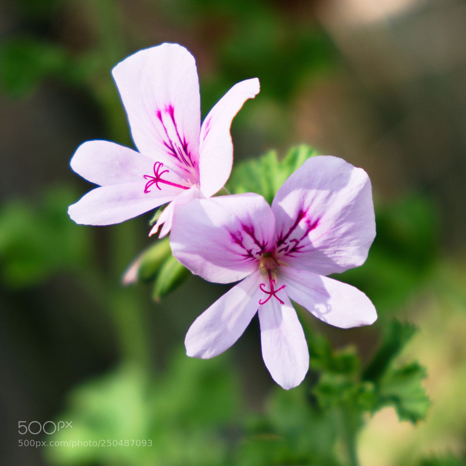 Fujifilm X-T20 sample photo. Pelargonium mollicomum photography