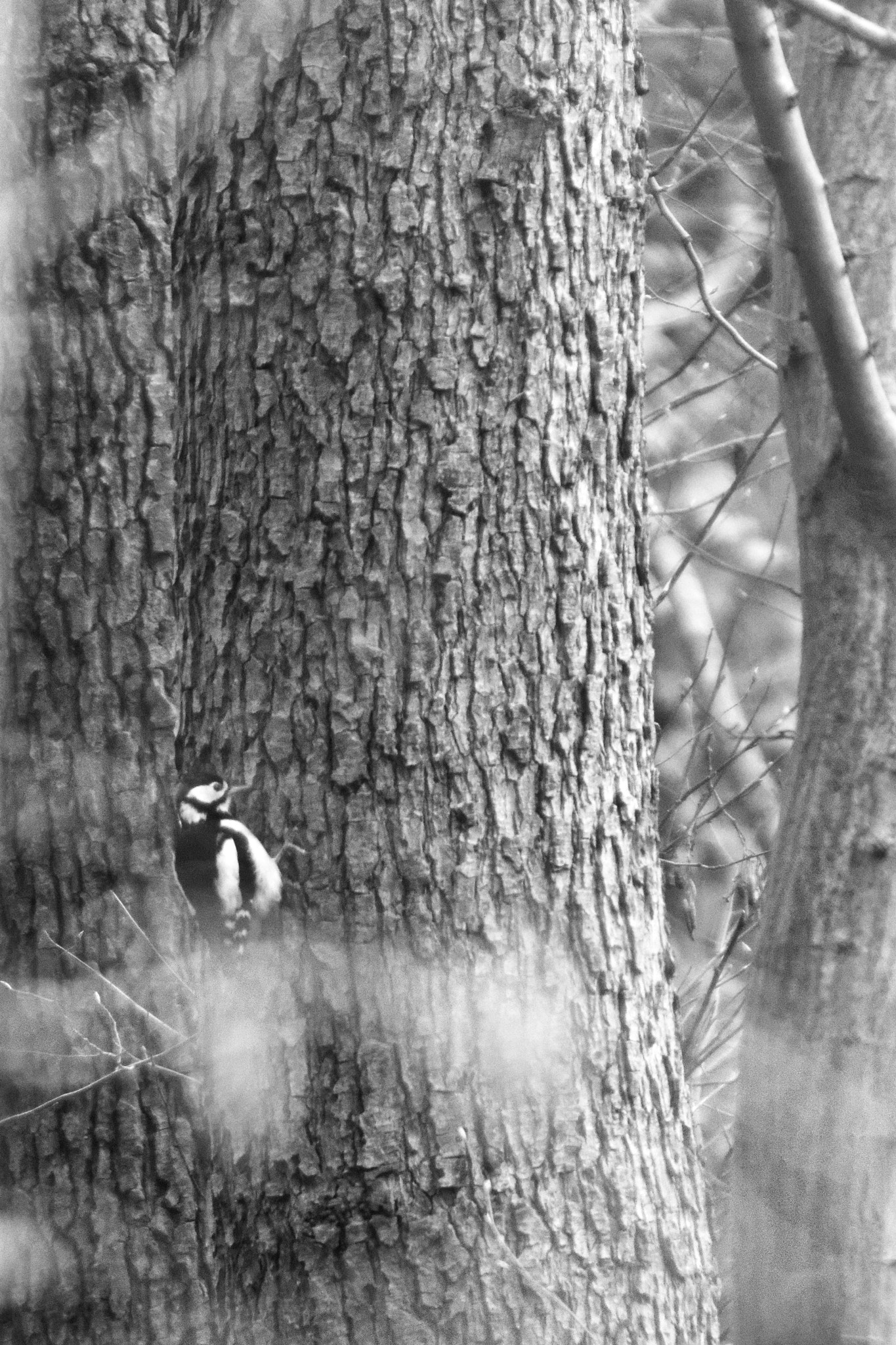Nikon D7200 sample photo. Pic épeiche - great spotted woodpecker - dendrocopos major photography