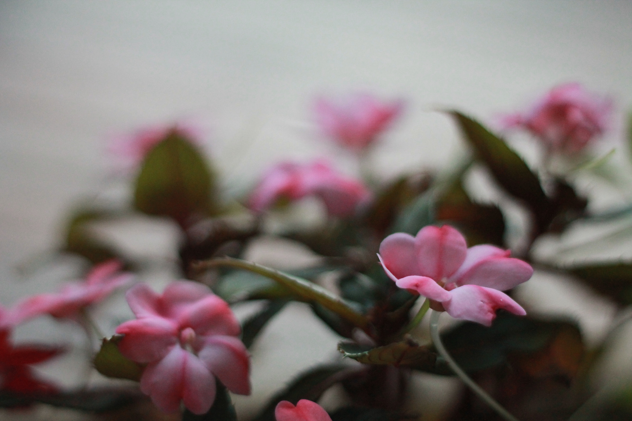 Canon EOS 1100D (EOS Rebel T3 / EOS Kiss X50) sample photo. Img photography