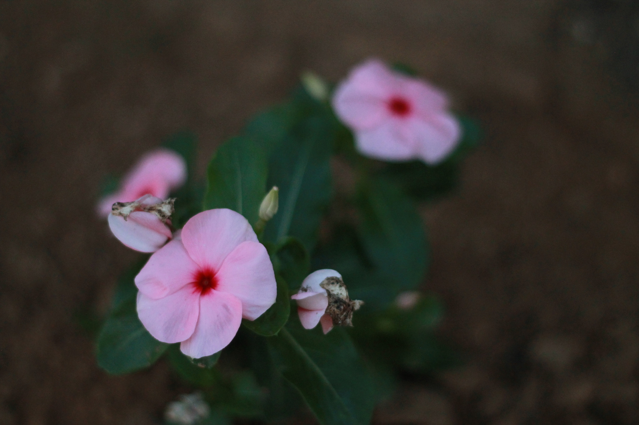 Canon EOS 1100D (EOS Rebel T3 / EOS Kiss X50) sample photo. Img photography