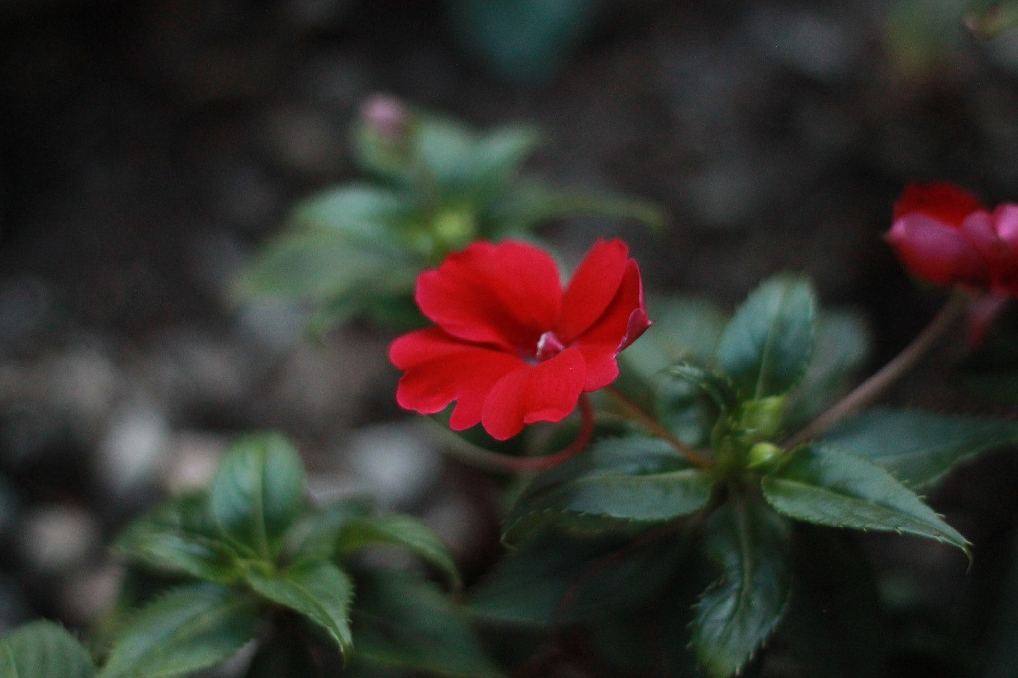 Canon EOS 1100D (EOS Rebel T3 / EOS Kiss X50) sample photo. Img photography