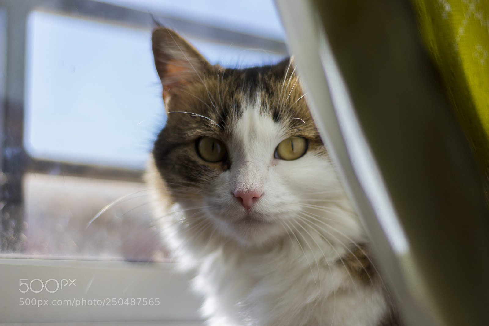 Canon EOS 1300D (EOS Rebel T6 / EOS Kiss X80) sample photo. My pet photography