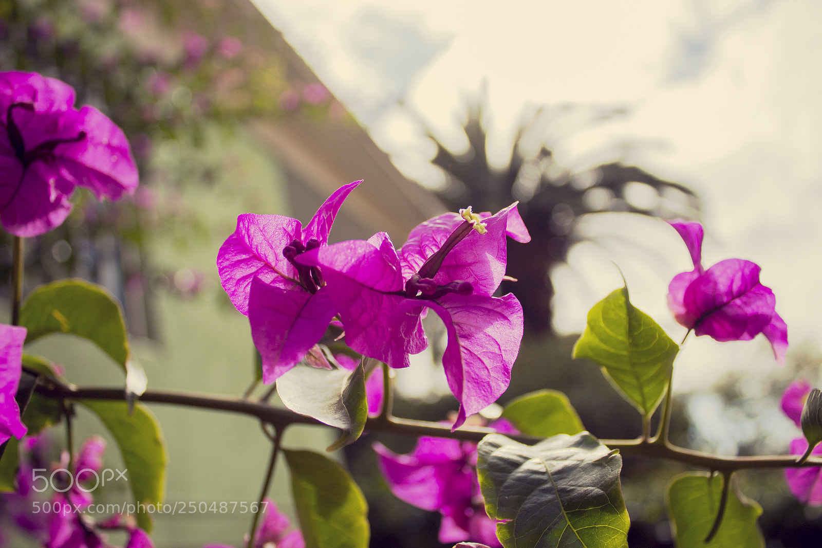 Canon EOS 1300D (EOS Rebel T6 / EOS Kiss X80) sample photo. Just a flower photography