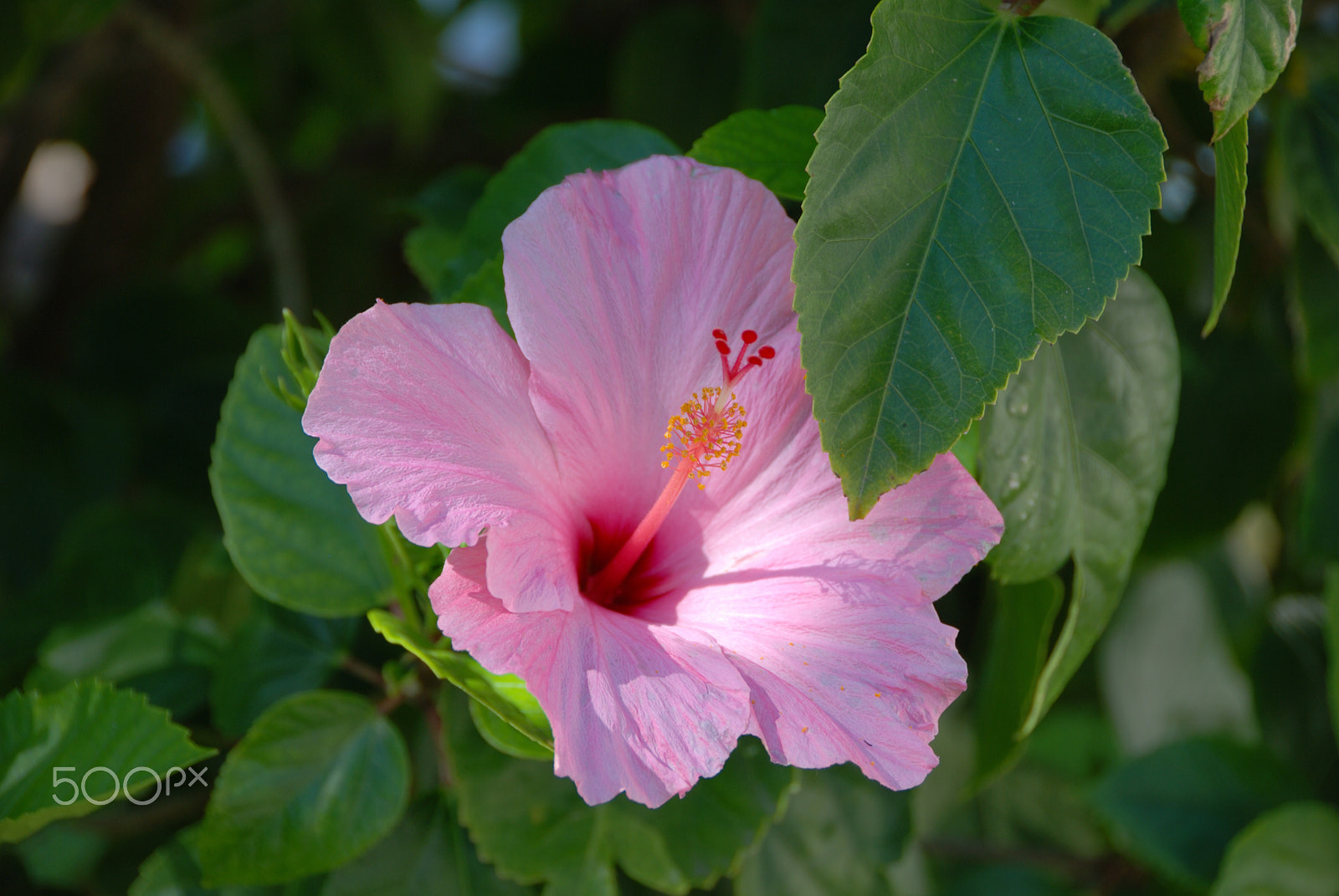 Nikon D60 sample photo. Hibiscus photography