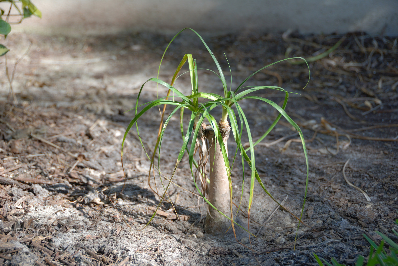 Nikon D60 sample photo. Ponytail palm photography
