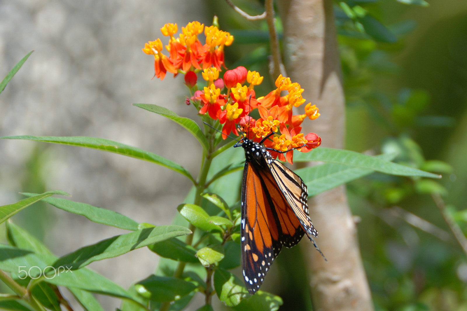 Nikon D60 sample photo. Monarch photography