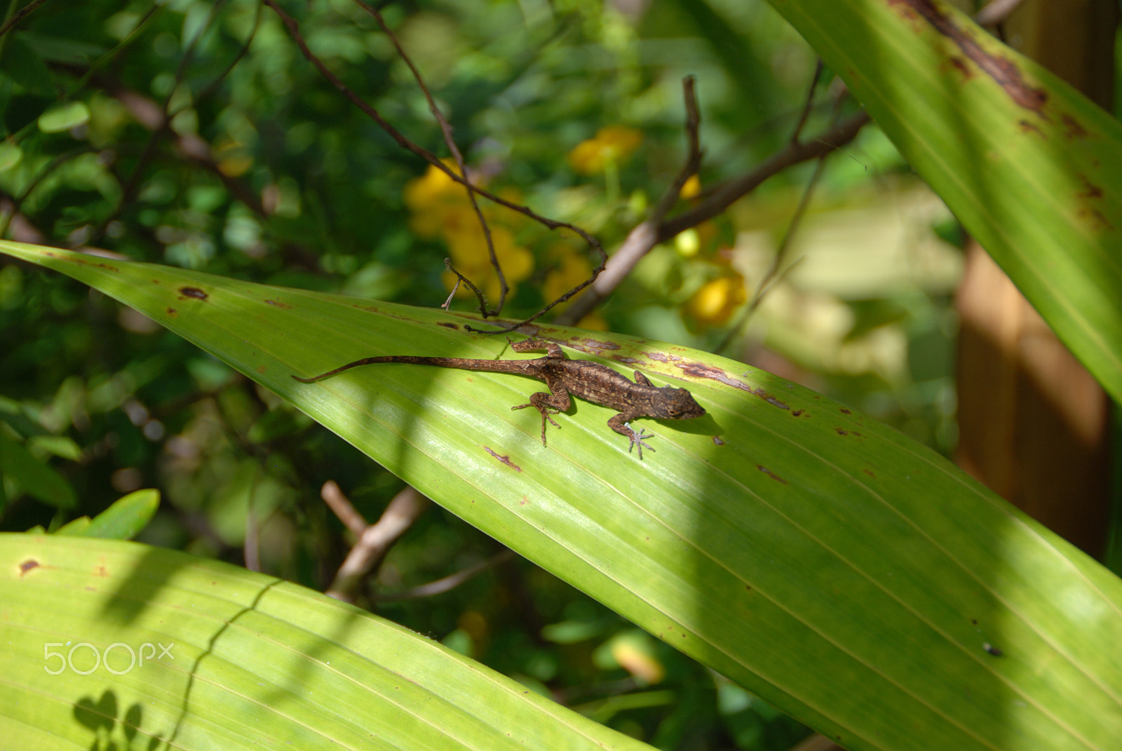 Nikon D60 sample photo. Lizard photography