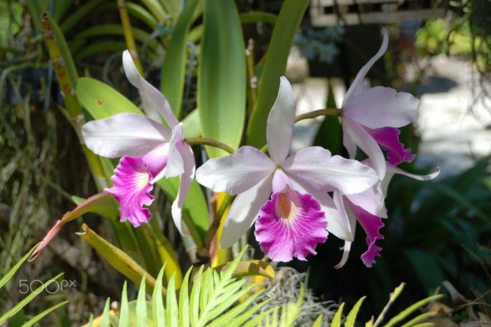 Nikon D60 sample photo. Orchid photography