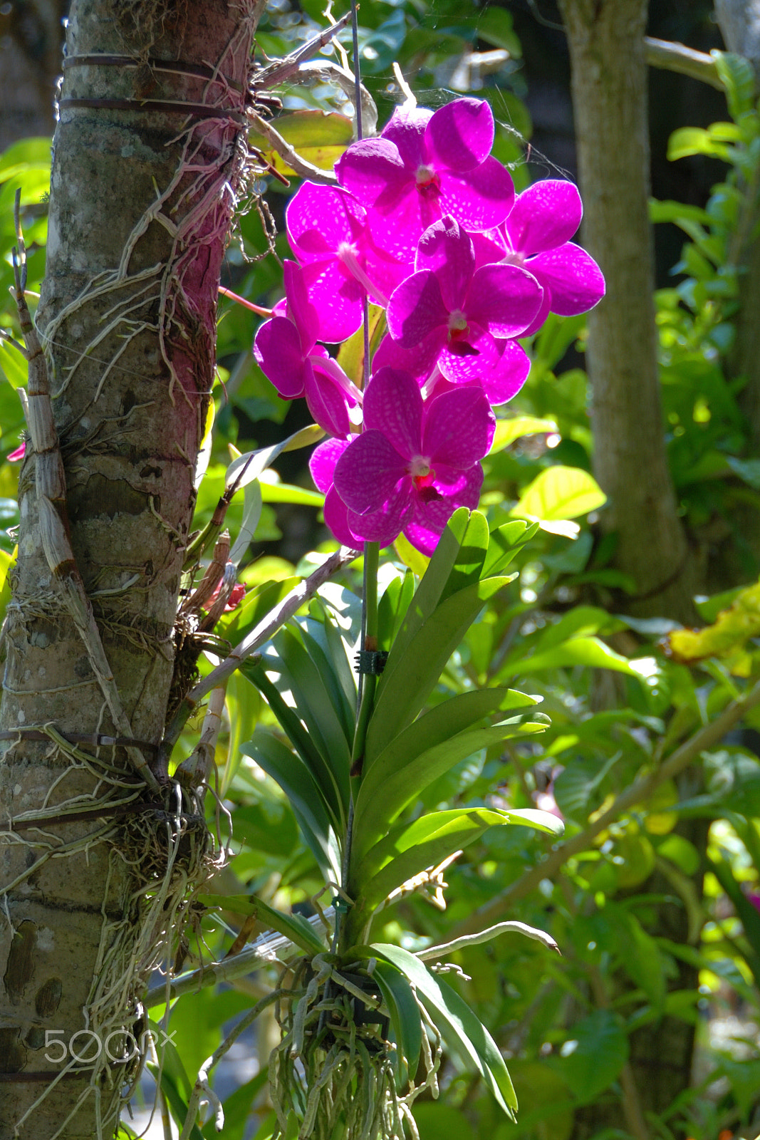 Nikon D60 sample photo. Orchid photography