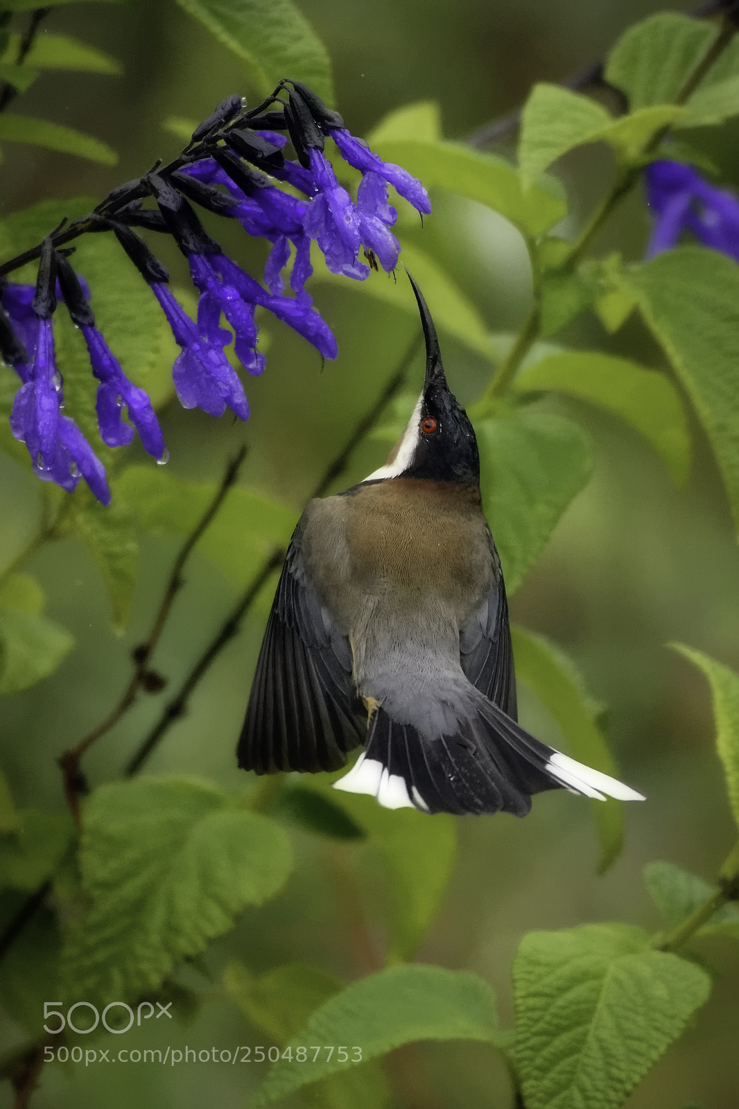 Nikon D7200 sample photo. Eastern spinebill photography