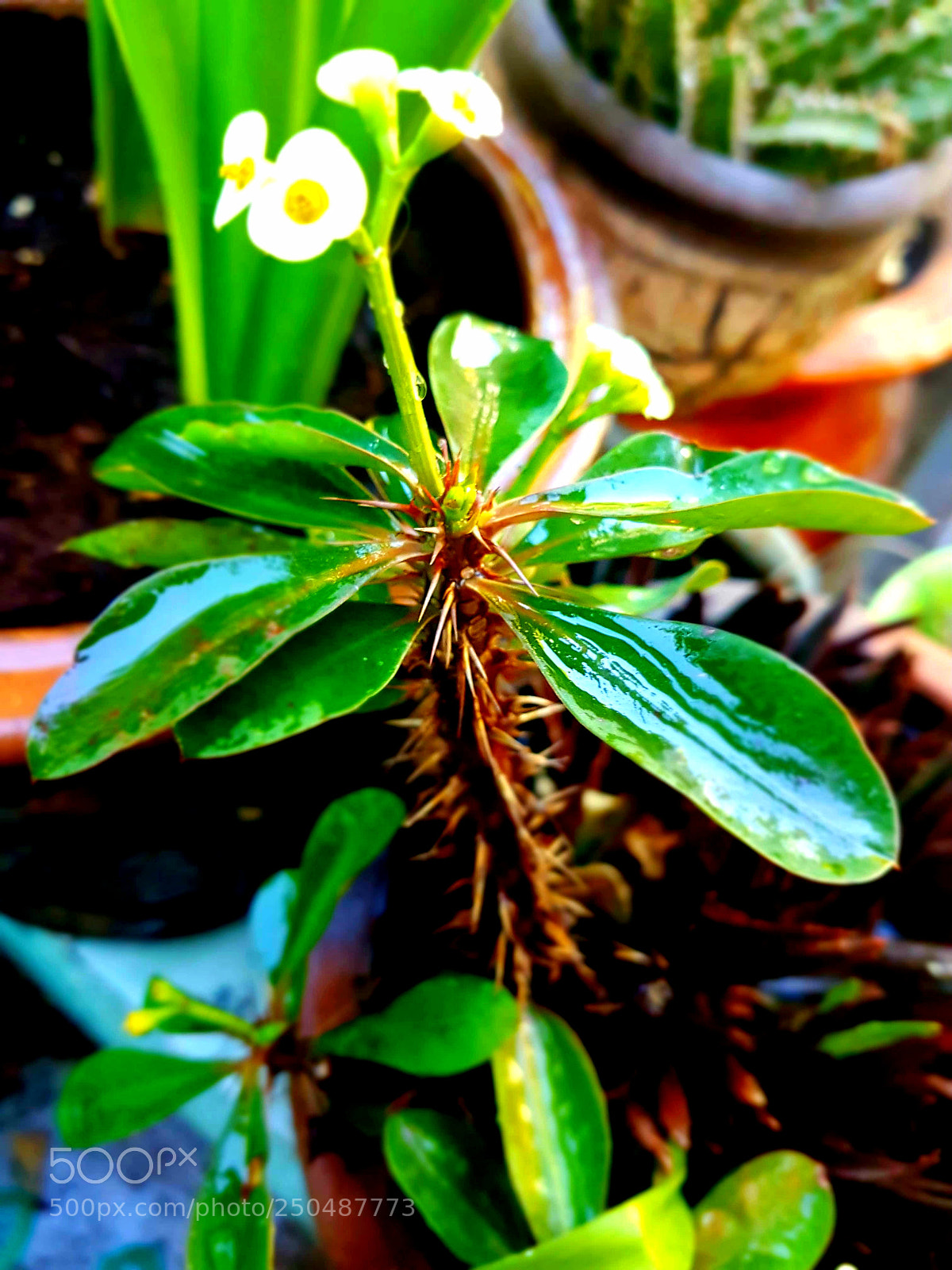 Samsung Galaxy S7 Edge sample photo. Garden photography