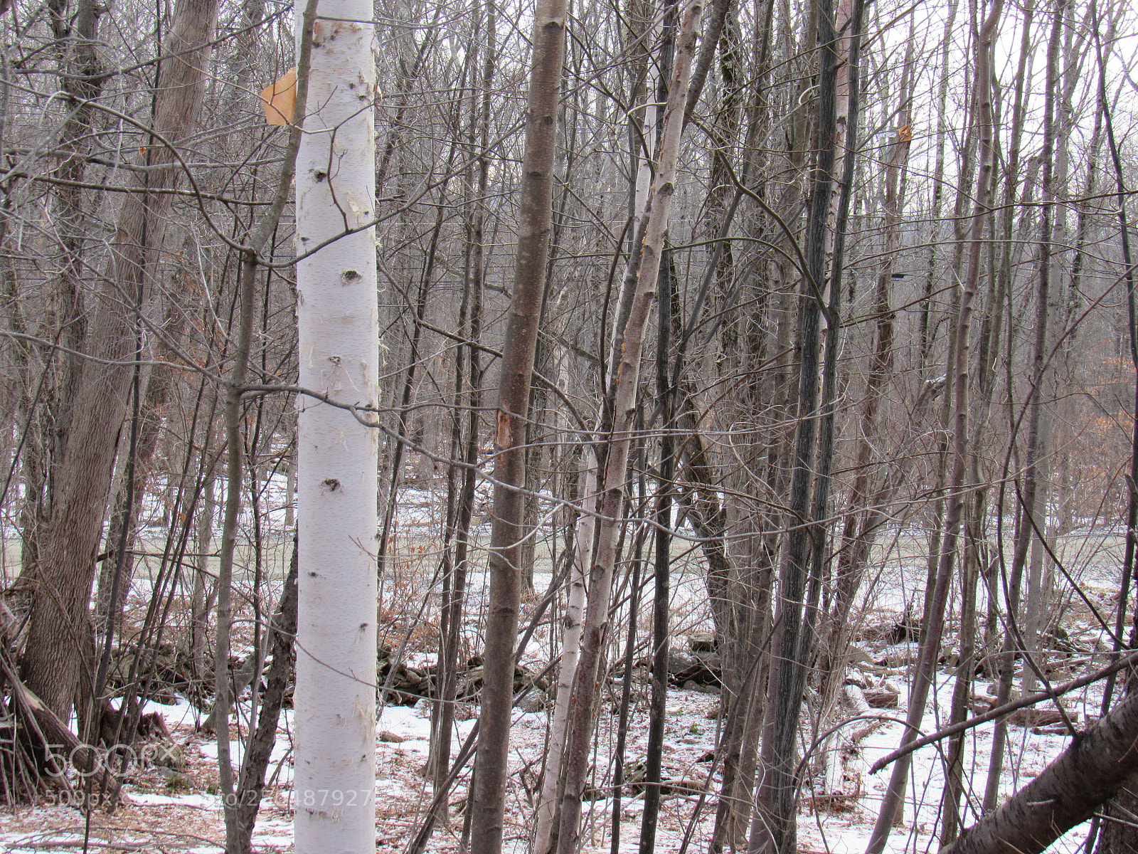 Canon PowerShot SX530 HS sample photo. Img photography