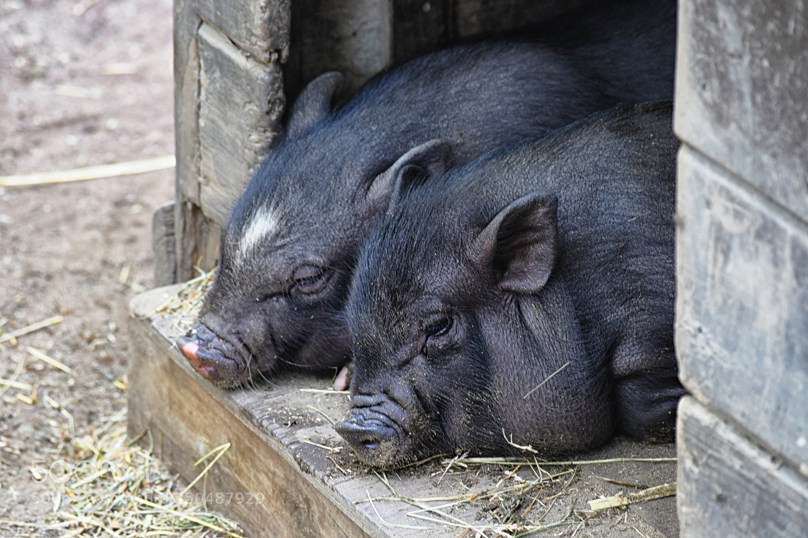 Nikon D3300 sample photo. Pigs photography