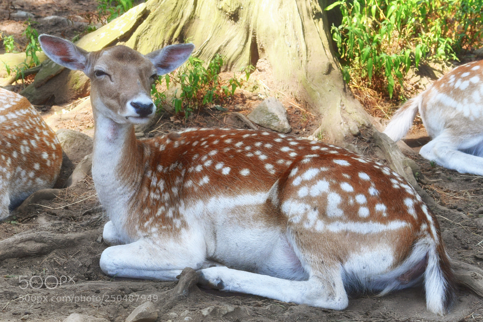 Nikon D3300 sample photo. Snoop deer photography