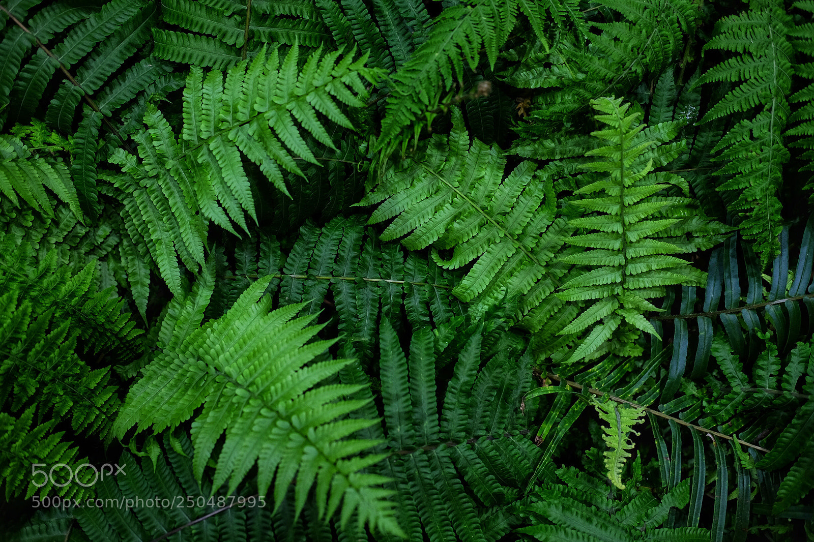 Fujifilm X-T10 sample photo. Ferns photography
