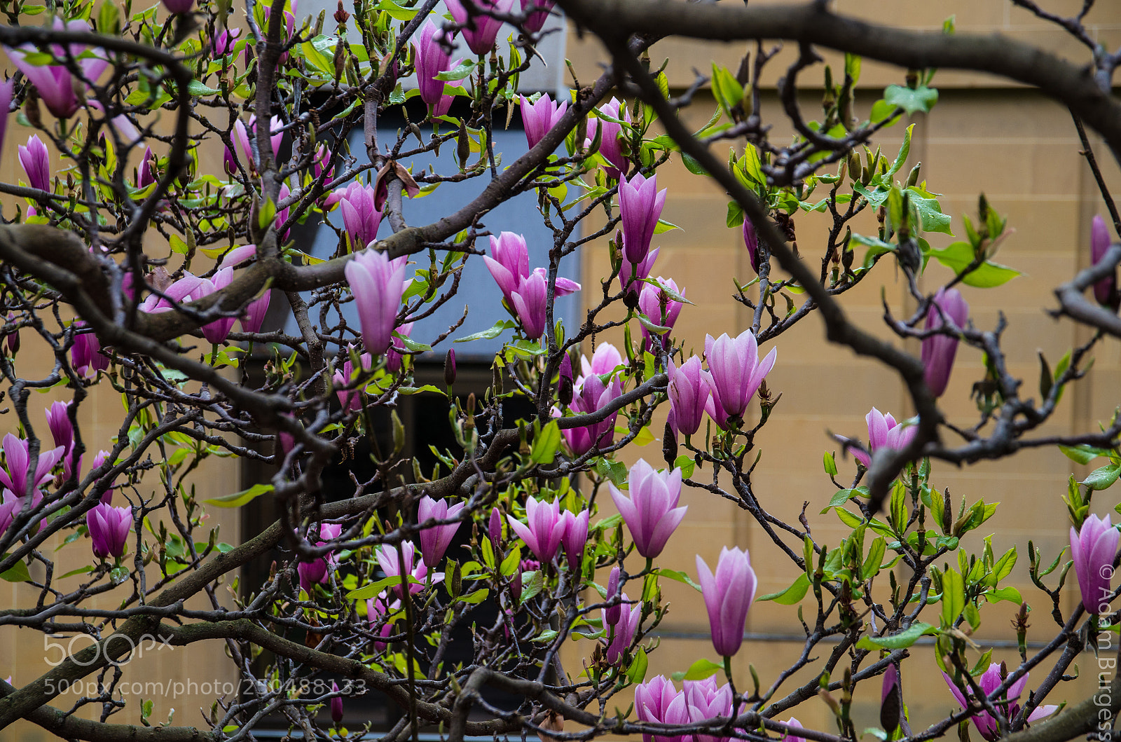 Pentax K-30 sample photo. Magnolia tree photography