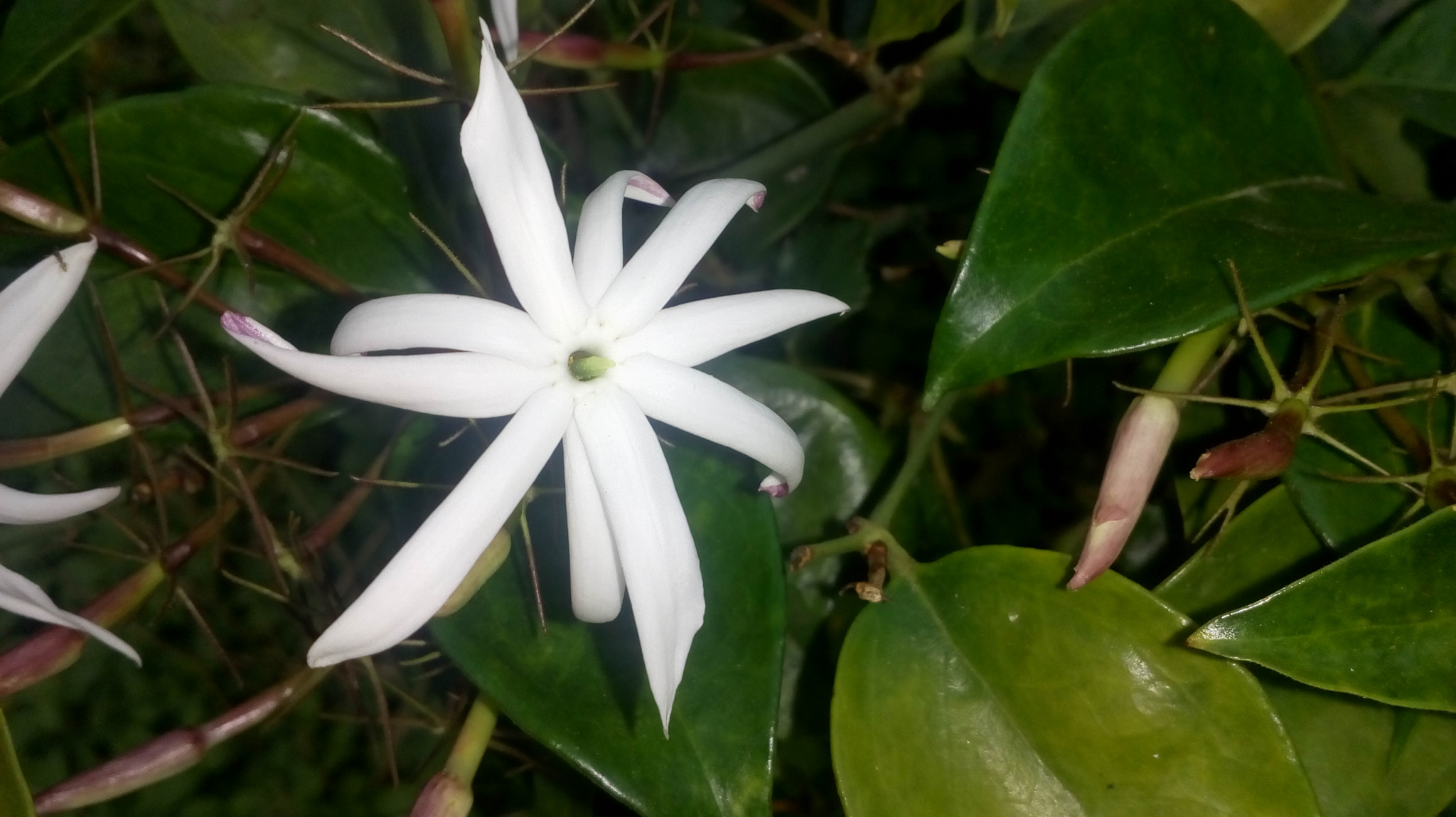 Motorola Moto E3 Power sample photo