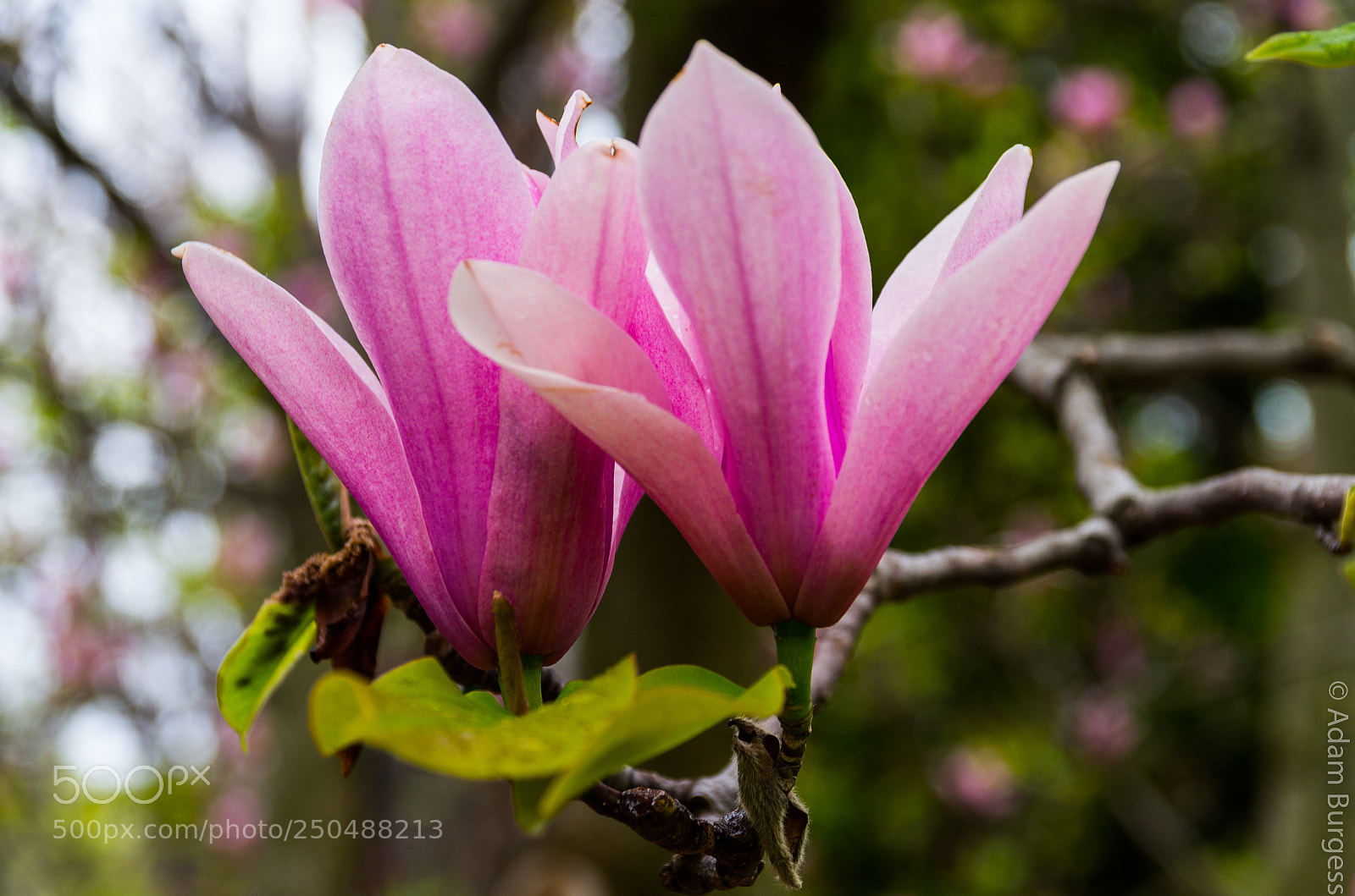 Pentax K-30 sample photo. Flowers photography