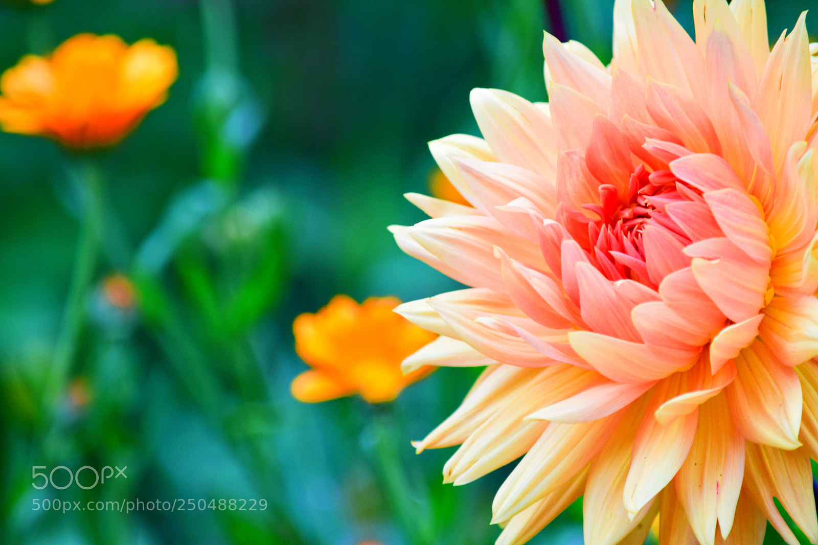 Nikon D5300 sample photo. El sol convertido en photography