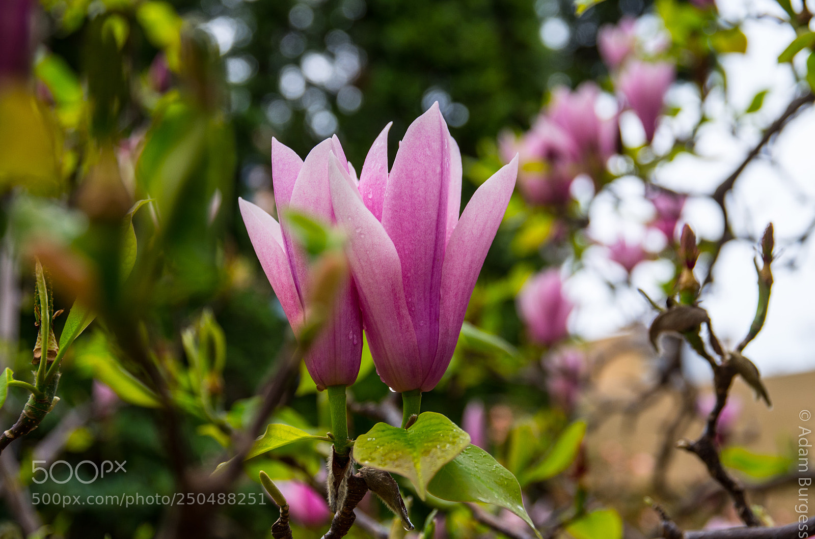 Pentax K-30 sample photo. Magnolia photography