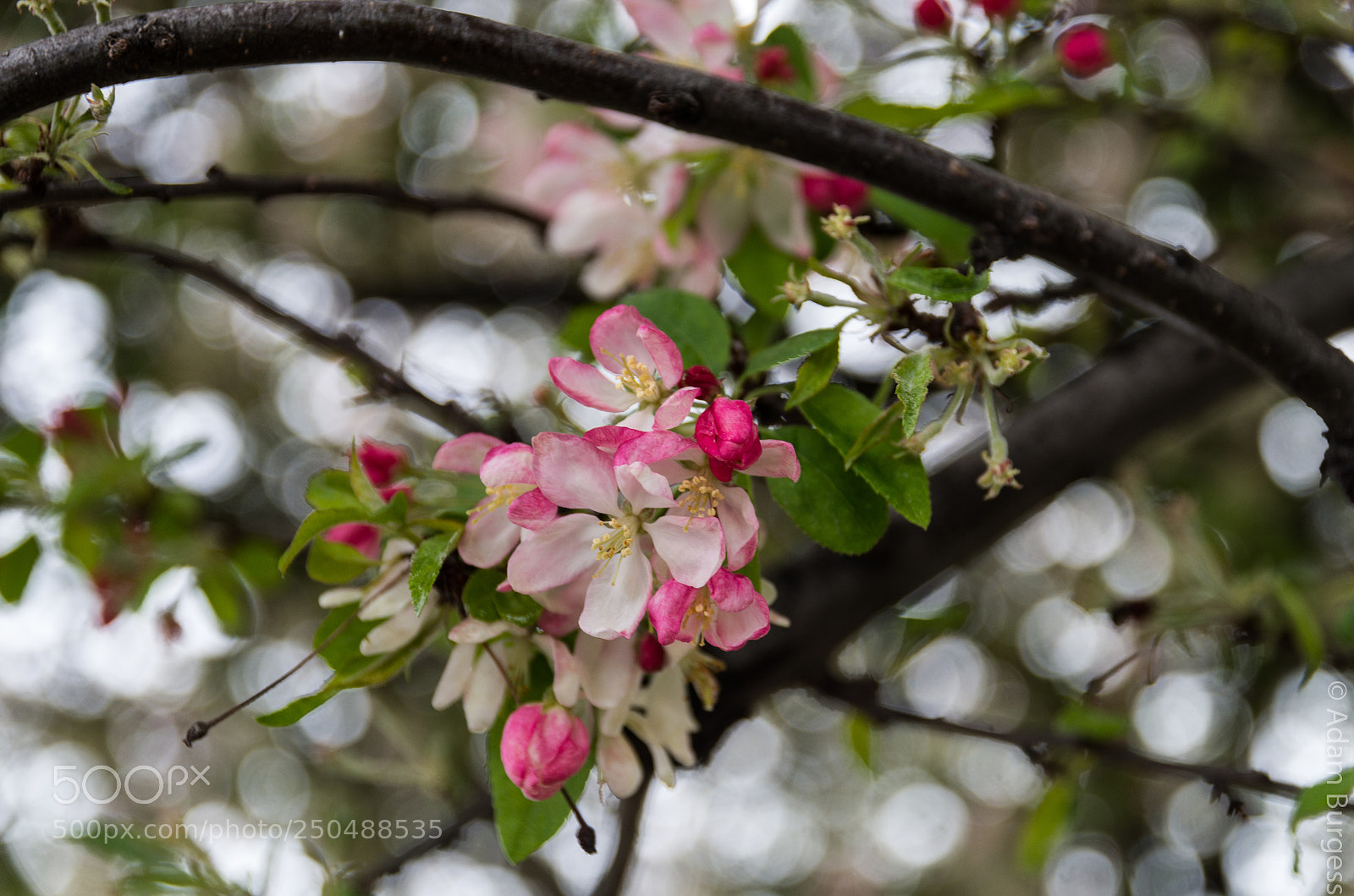 Pentax K-30 sample photo. Blossoms photography