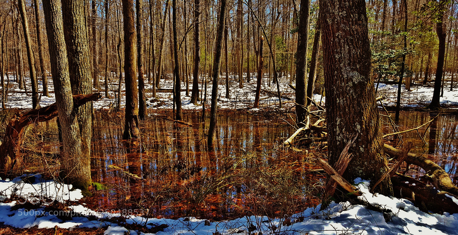 Samsung Galaxy S6 sample photo. Patuxent research refuge vernal photography