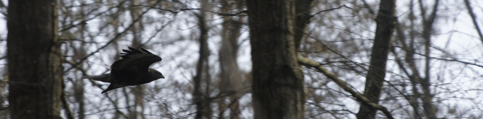 Nikon D7200 sample photo. Vol forestier - forest fly - buteo buteo photography