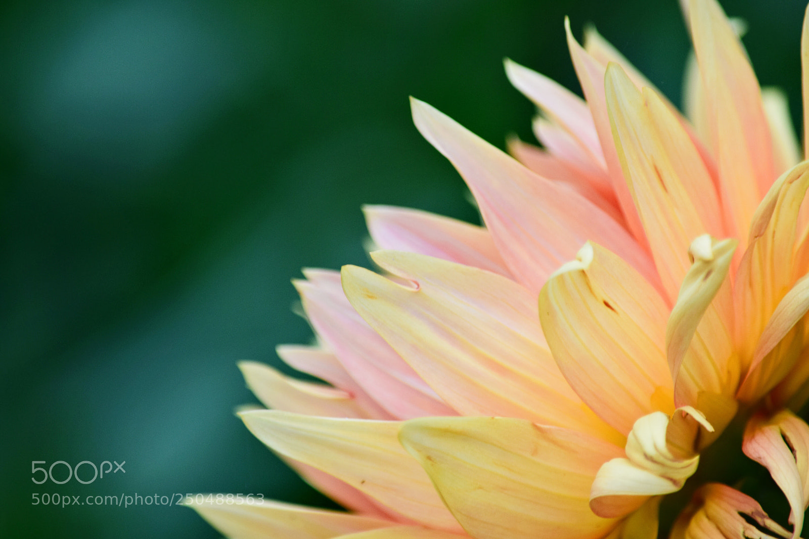 Nikon D5300 sample photo. Petalos amarillos photography