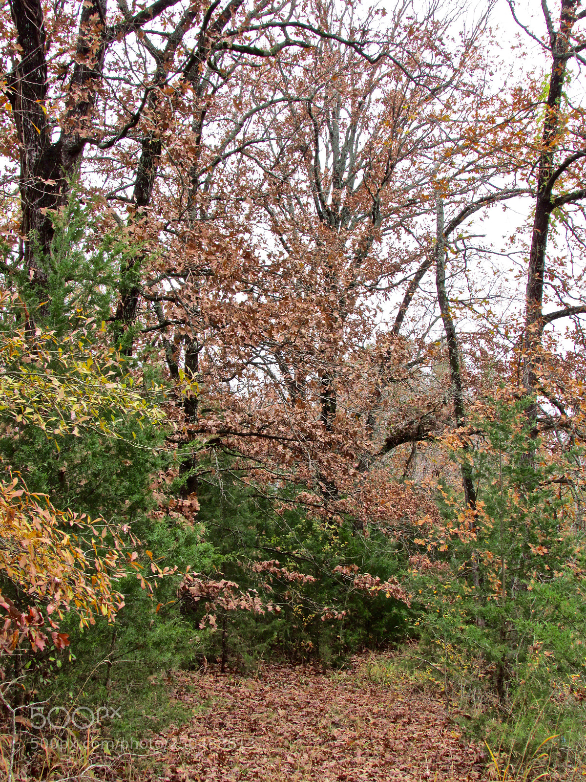 Canon PowerShot SX500 IS sample photo. Direct, texas photography