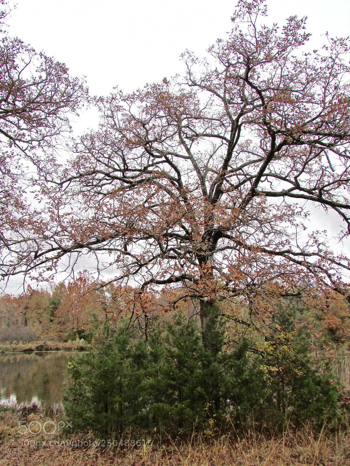 Canon PowerShot SX500 IS sample photo. Direct, texas photography