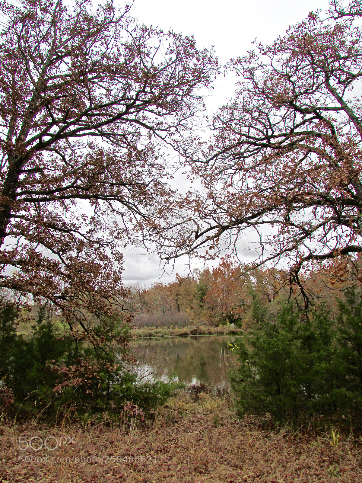 Canon PowerShot SX500 IS sample photo. Direct, texas photography
