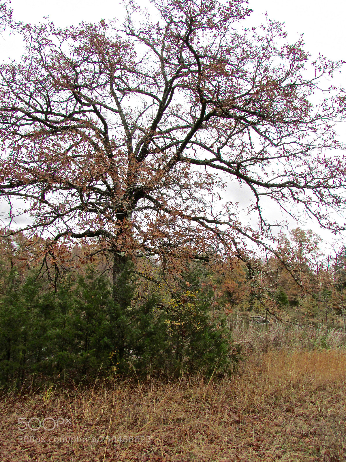 Canon PowerShot SX500 IS sample photo. Direct, texas photography