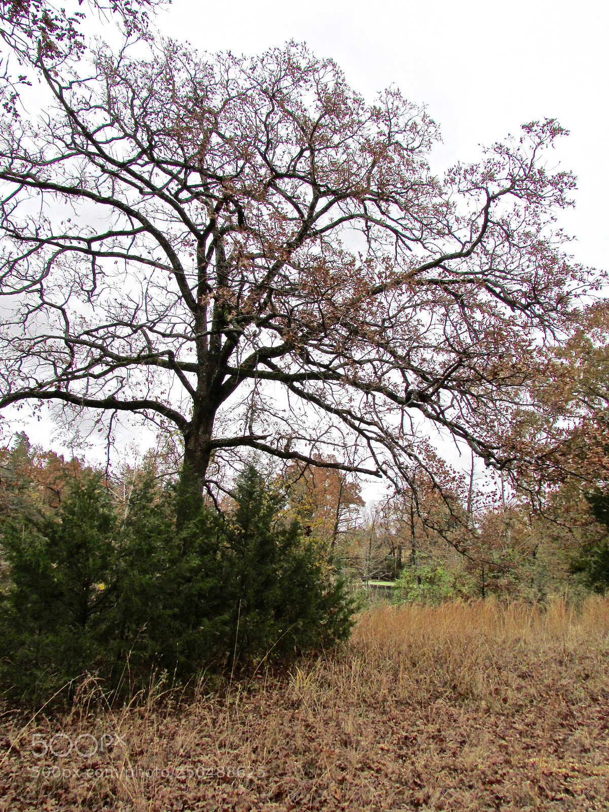 Canon PowerShot SX500 IS sample photo. Direct, texas photography