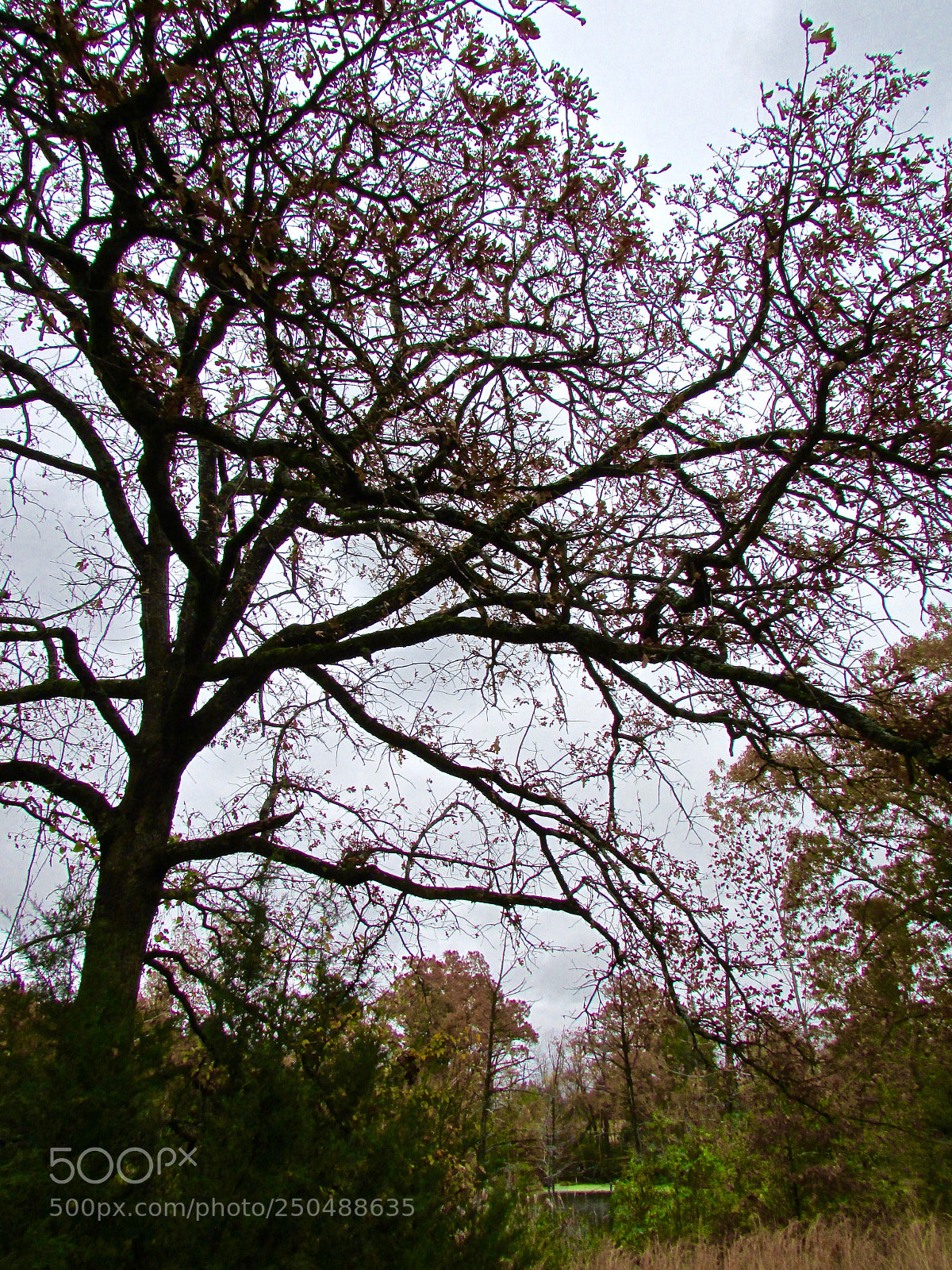 Canon PowerShot SX500 IS sample photo. Direct, texas photography