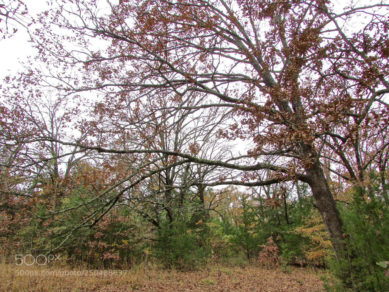 Canon PowerShot SX500 IS sample photo. Direct, texas photography
