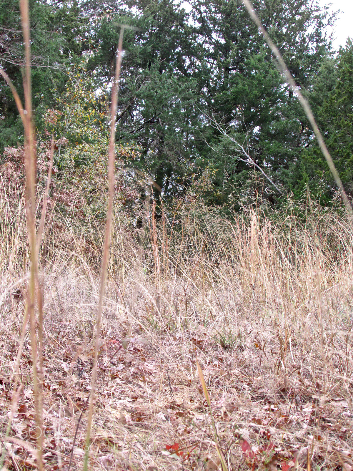 Canon PowerShot SX500 IS sample photo. Direct, texas photography