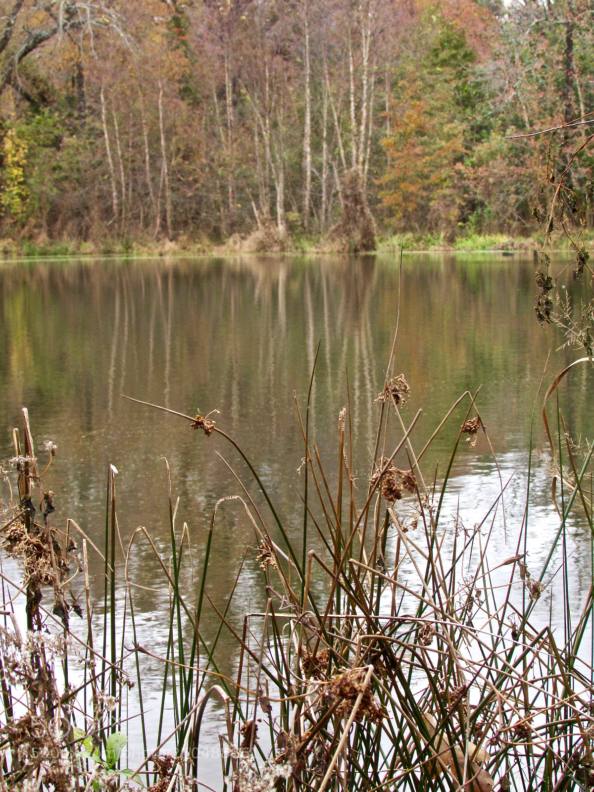 Canon PowerShot SX500 IS sample photo. Direct, texas photography