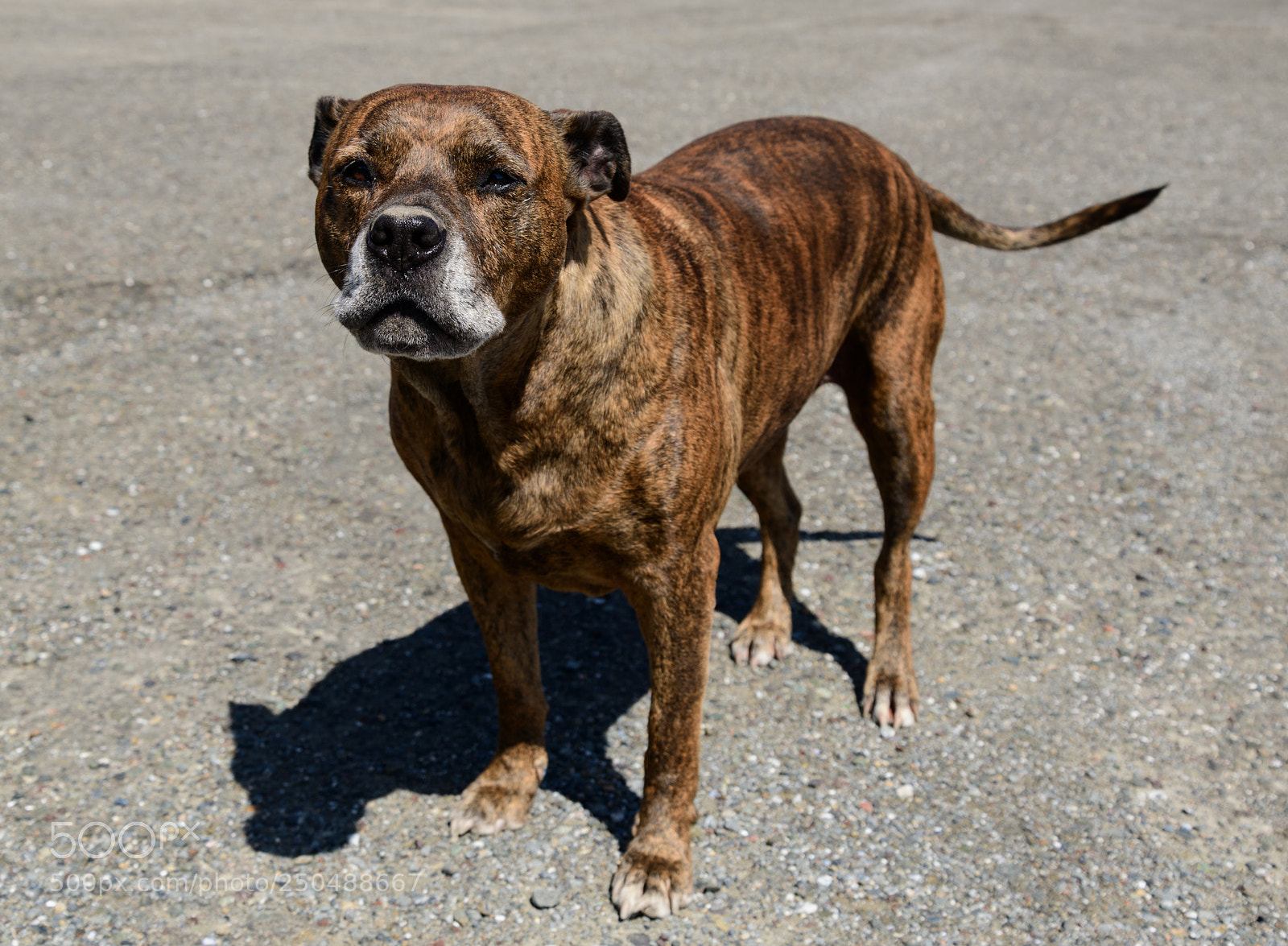Nikon D850 sample photo. Sweet dog i met photography