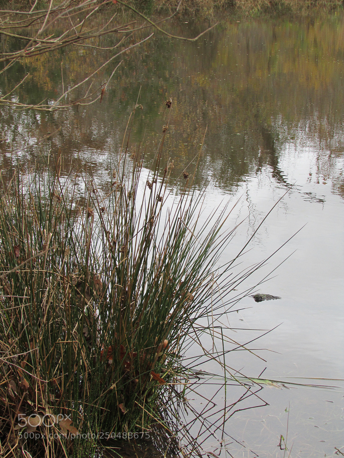 Canon PowerShot SX500 IS sample photo. Direct, texas photography