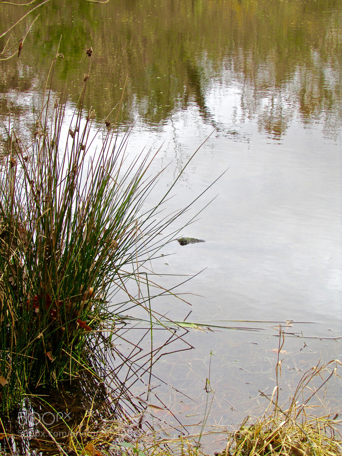Canon PowerShot SX500 IS sample photo. Direct, texas photography