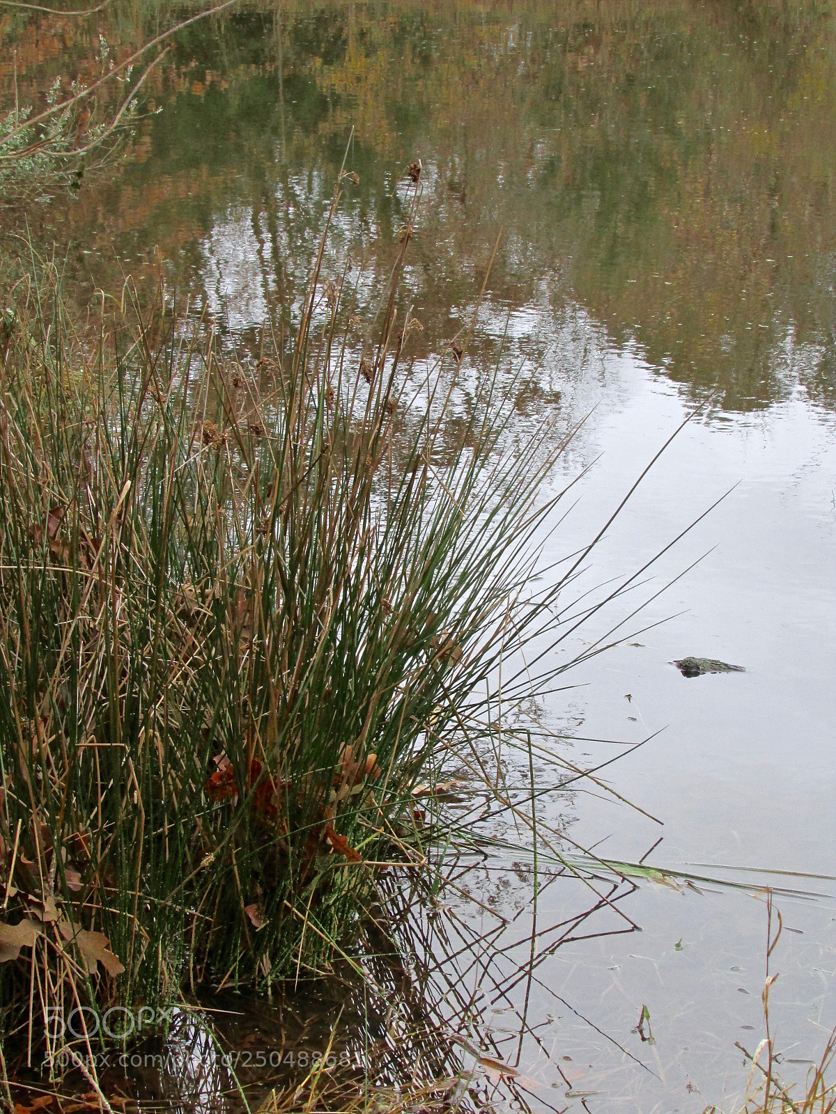 Canon PowerShot SX500 IS sample photo. Direct, texas photography