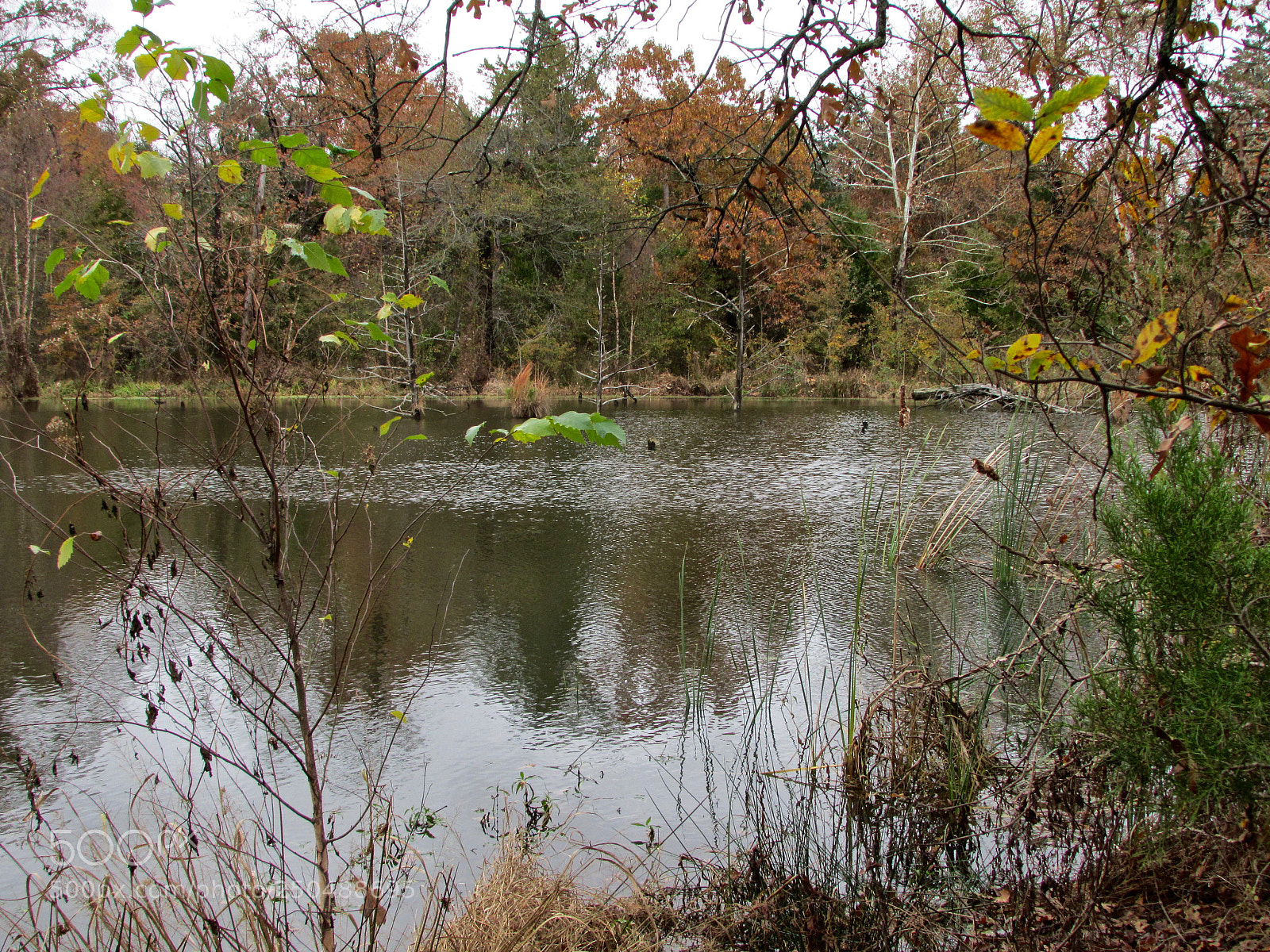 Canon PowerShot SX500 IS sample photo. Direct, texas photography