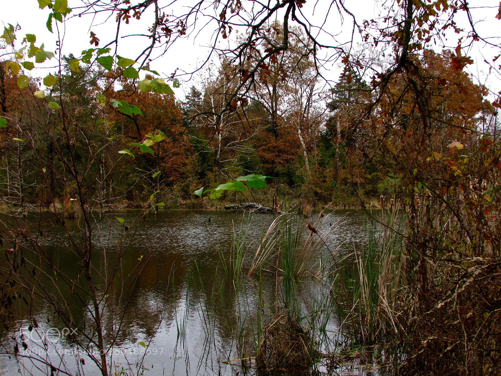 Canon PowerShot SX500 IS sample photo. Direct, texas photography