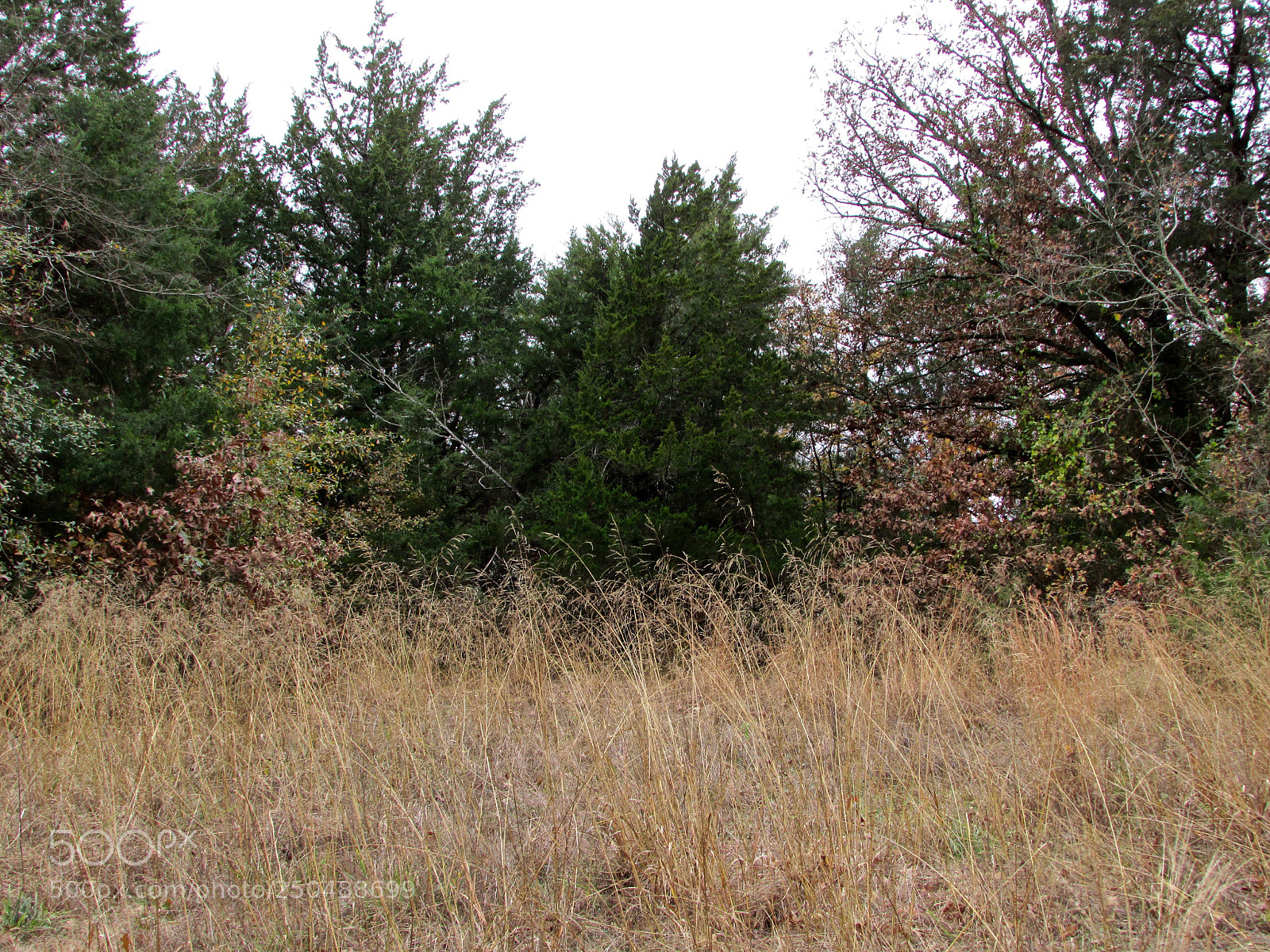 Canon PowerShot SX500 IS sample photo. Direct, texas photography