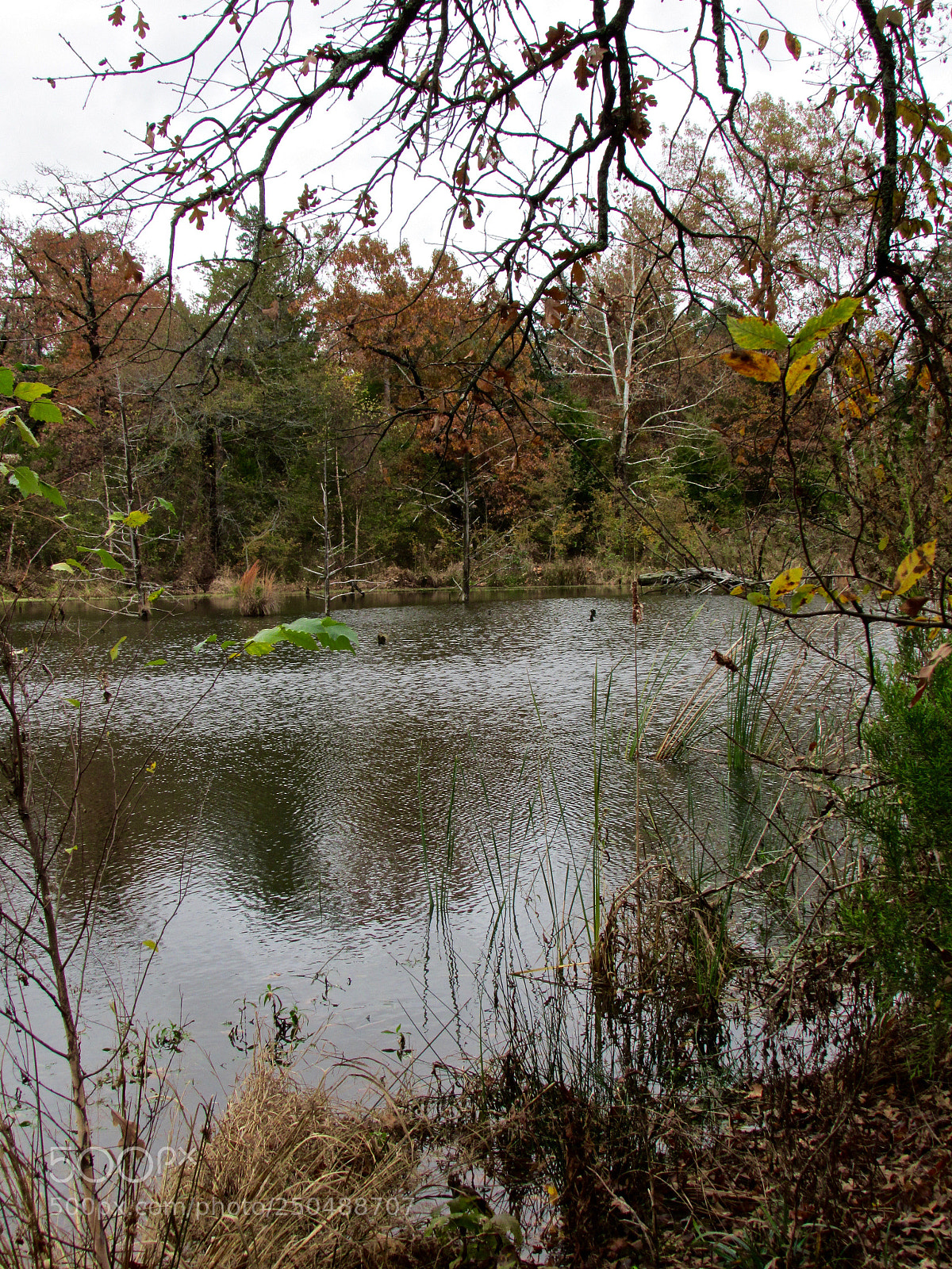 Canon PowerShot SX500 IS sample photo. Direct, texas photography