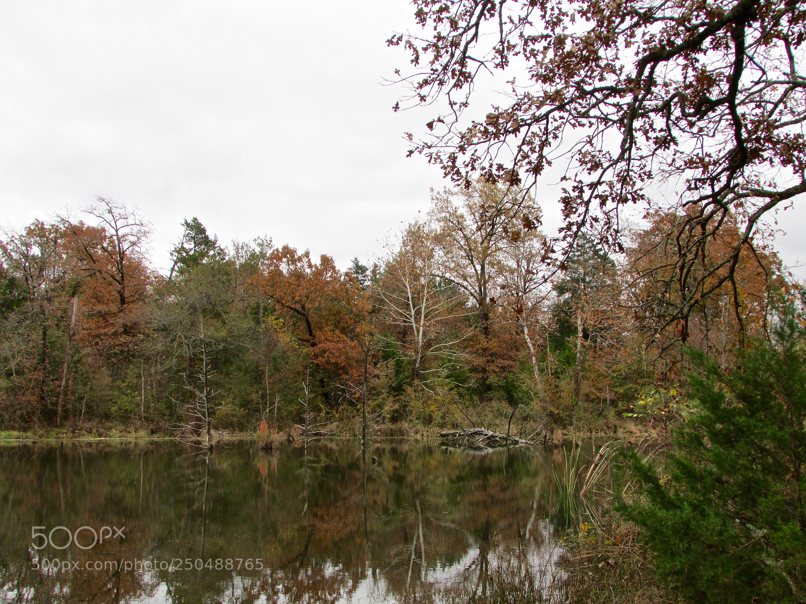 Canon PowerShot SX500 IS sample photo. Direct, texas photography